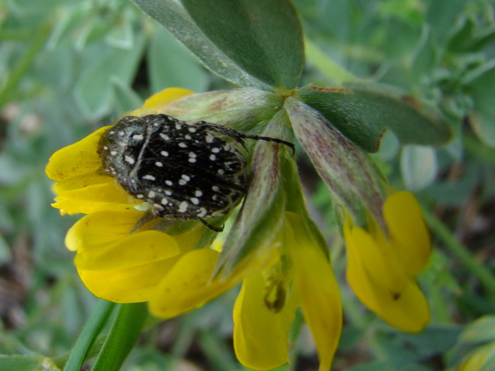 Coleottero sul fiore